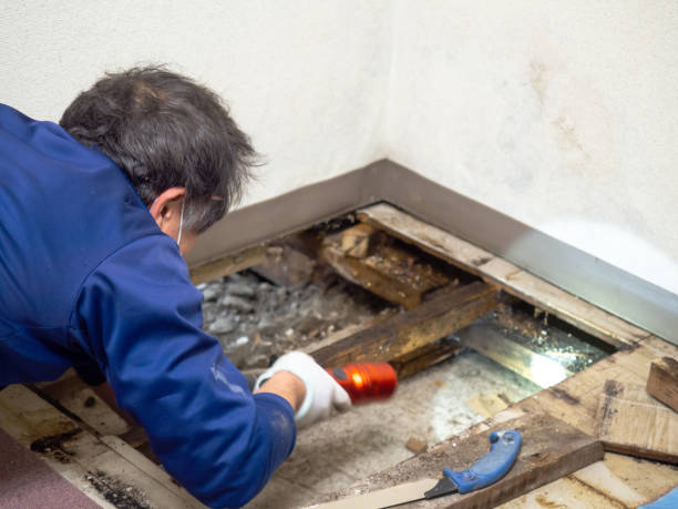 Mold Testing and Removal in Stockton, KS