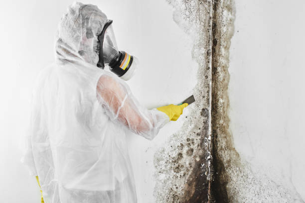 Best Emergency Mold Removal  in Stockton, KS