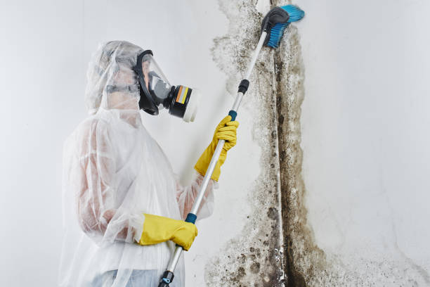 Best Mold Inspection  in Stockton, KS