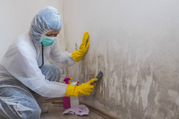 Best Best Mold Removal Companies  in Stockton, KS