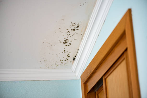 Best Mold Cleaning Services  in Stockton, KS