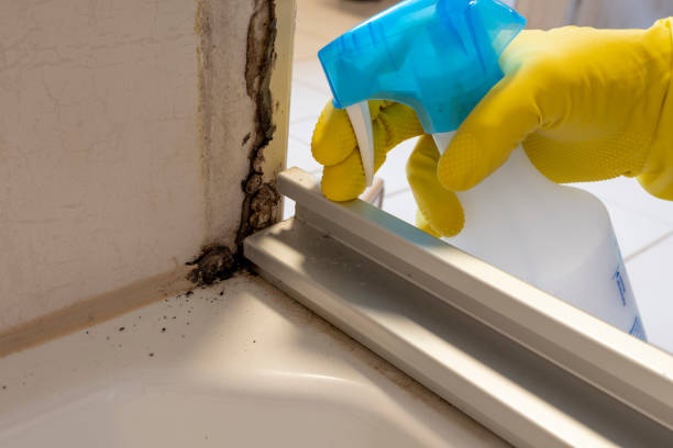 Professional Mold Removal in Stockton, KS