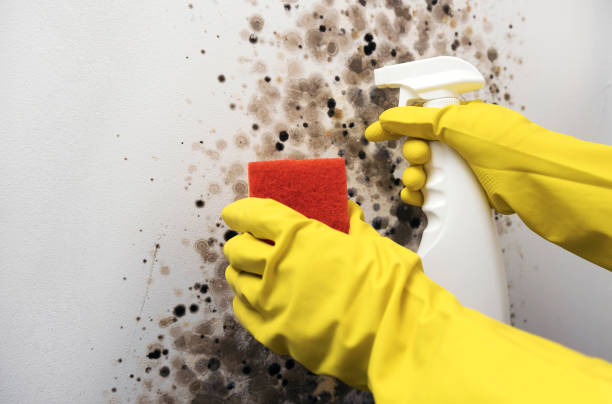 Best Attic Mold Removal  in Stockton, KS