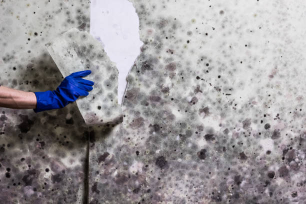 Best Toxic Mold Removal  in Stockton, KS