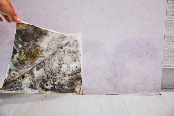Best Water Damage Restoration  in Stockton, KS